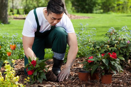 Safe tree removal process in Lucy Lucid Gardening