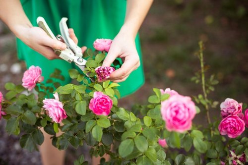 Gardener trimming a dense hedge with tools