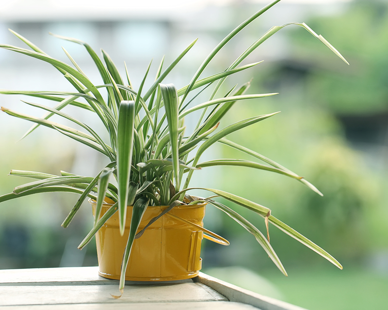 lawn care Garden